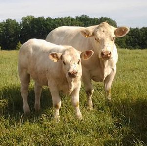 Odoo- Echantillon n° 3 pour trois colonnes